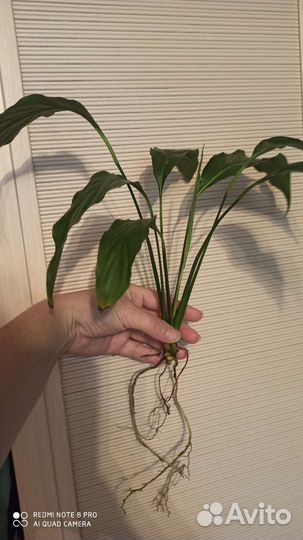 Цветы Спатифиллум (Женское счастье)