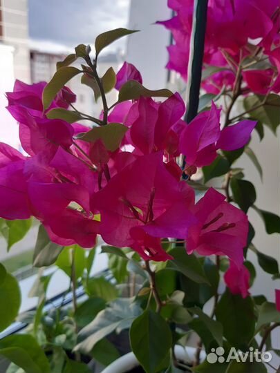 Бугенвиллия