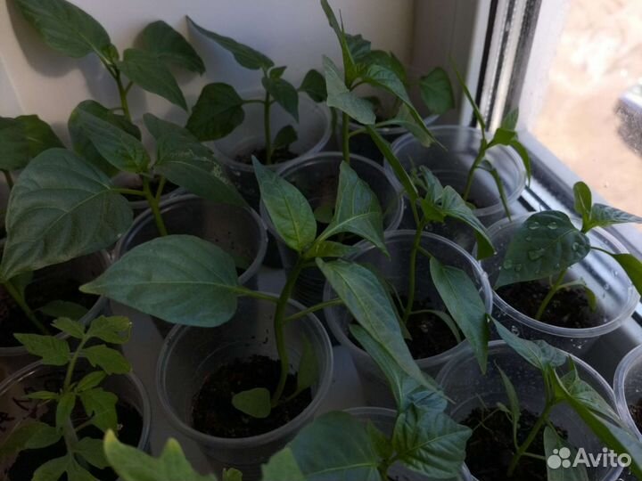 Рассада сладкого перца
