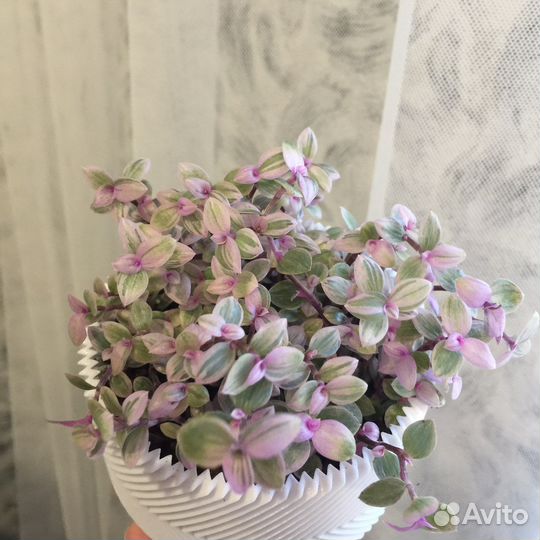 Каллизия, Традесканция