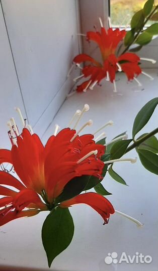 Цветок Эсхинантус