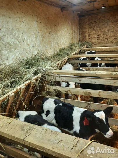 Телята бычки