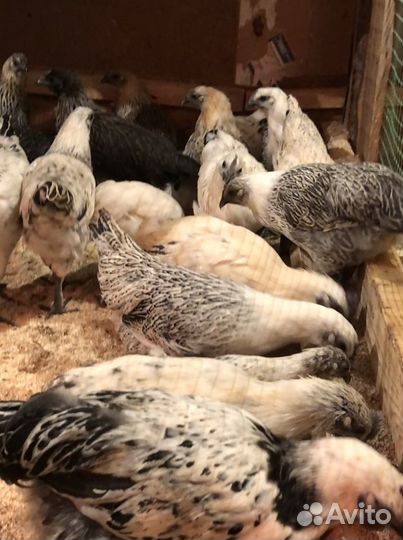 Лакеданзи серебро курицы,петухи,инкубационное яйцо