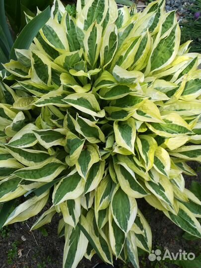 Хоста набор