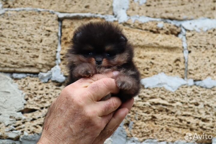 Шпиц, кукольная девочка