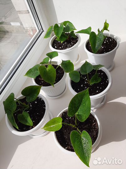 Комнатные цветы антуриум