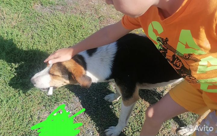 Собака в добрые руки