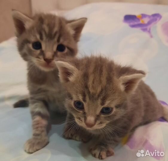 Отдам в добрые руки