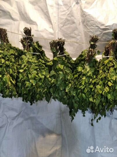 Берёзовые веники для бани