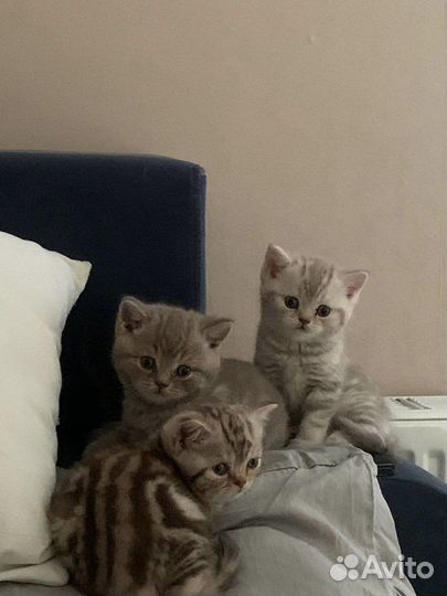 Британские котята