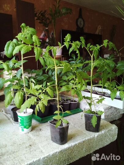 Рассада помидор, перца