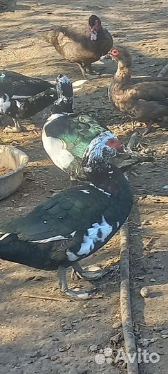 Утки тяжелая линия