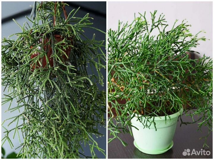 Хатиора рипсалис