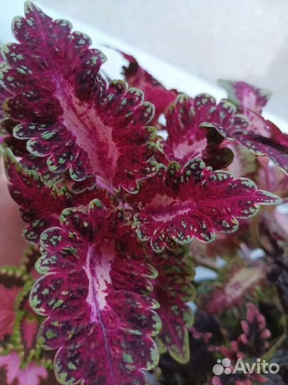 Колеус 12 сортов