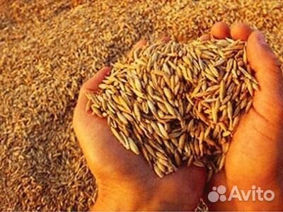 Овес в мешках