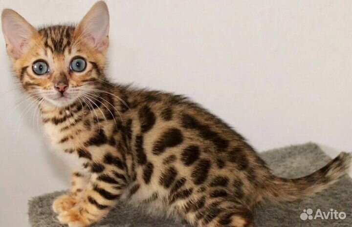 Бенгальская кошка