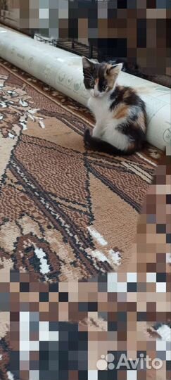 Котята короткошерстные