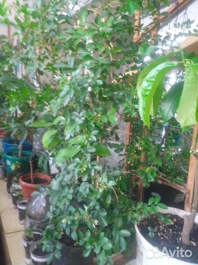 Лимон,апельсин,мандарин,цитрон,каламондин