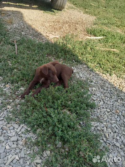 Щенки в добрые ручки