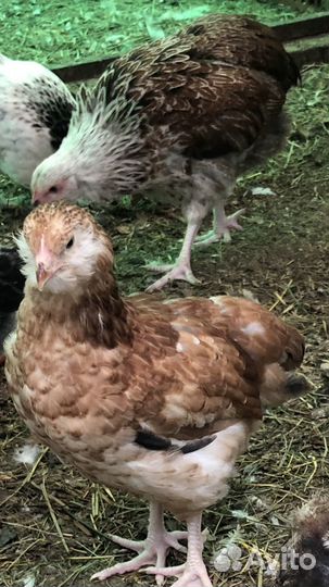 Дэкалб, Доминанты.Фавероль- цыплята