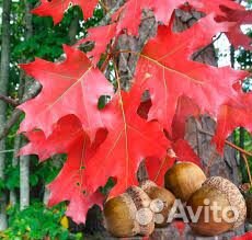 Дуб красный саженцы