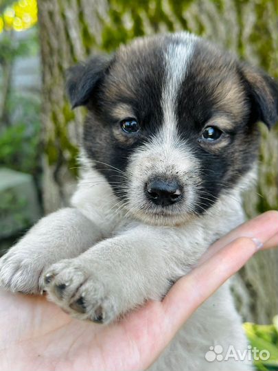 Щенок мальчик
