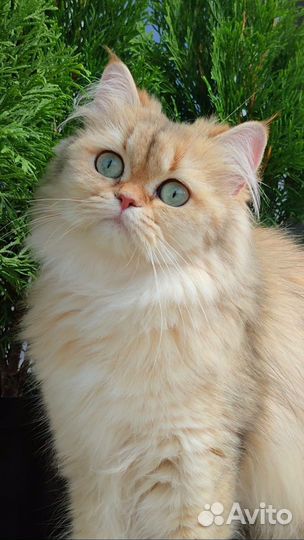 Золотая шиншилла