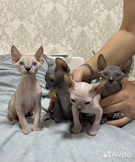 Канадский сфинкс