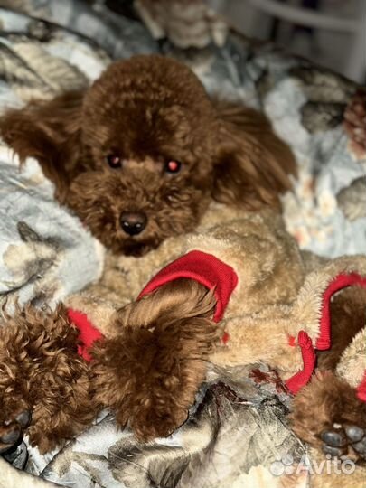 Пудель вязка