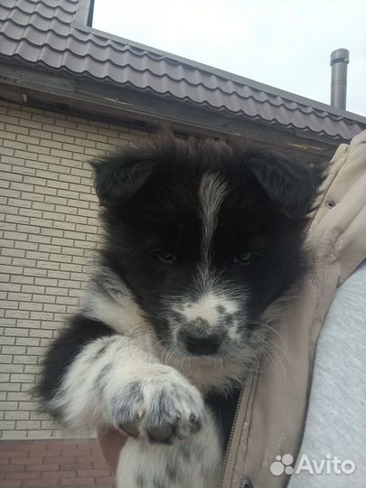 Щенок, мальчик 2.5 месяца
