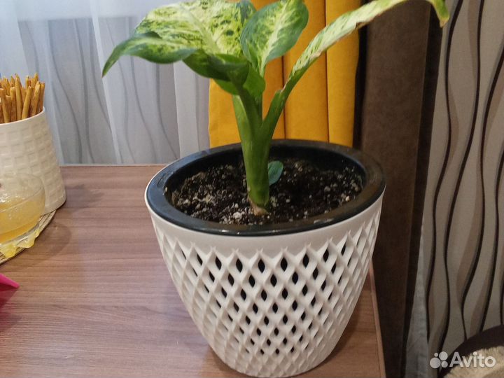 Диффенбахия