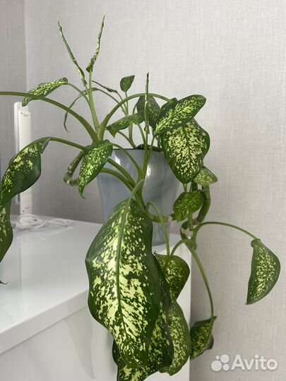 Диффенбахия, комнатные растения, цветы