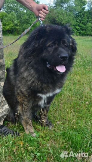 Вязка кавказская овчарка