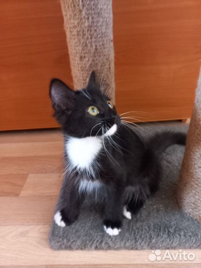 Котенок девочка