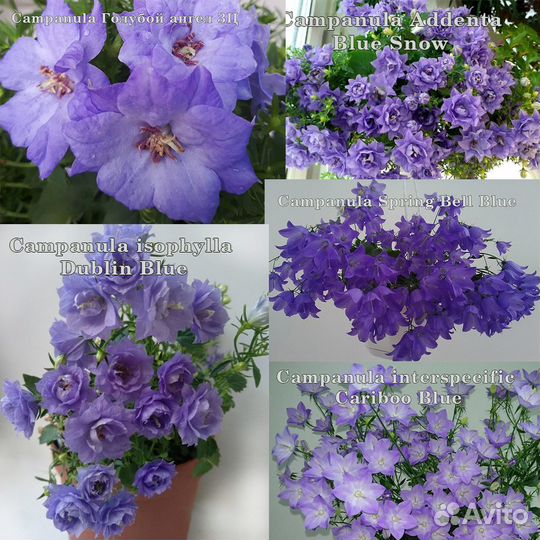 Жених и невеста, сортовые кампанулы, Campanula