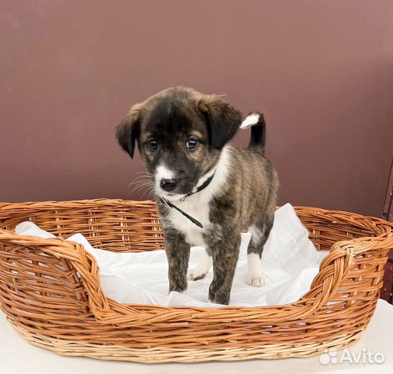 Щенок мальчик