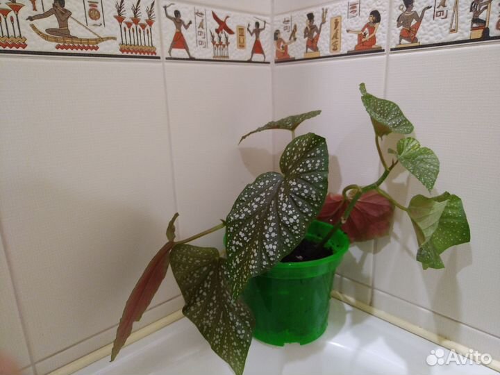 Коралловая бегония жемчужная декоративно цветущая