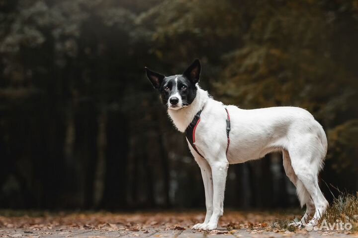 Скромная собака ждет в приюте