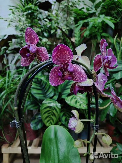 Орхидея Kimono бабочка/трилипс