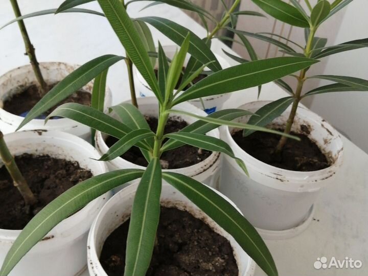 Олеандр красный