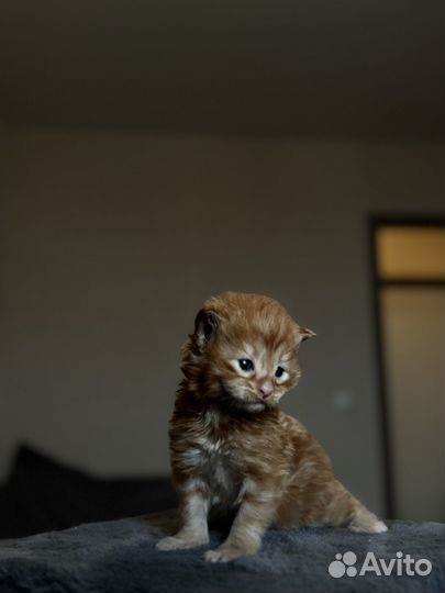 Котята мейн-кун