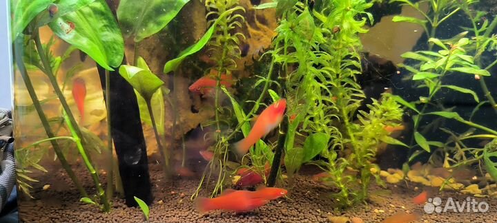 Мальки меченосца