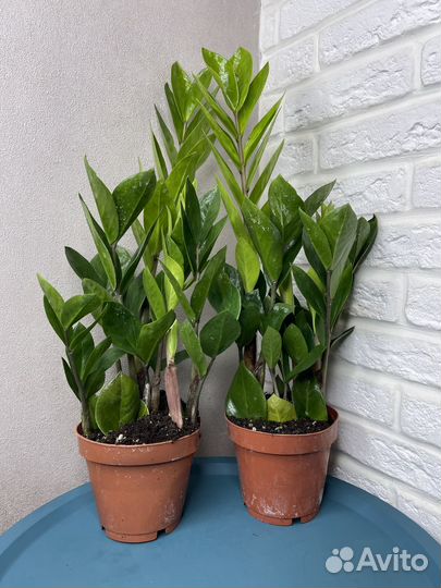 Замиокулькас долларовое дерево комнатные цветы