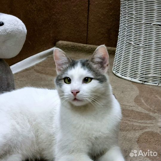 Котики бесплатно