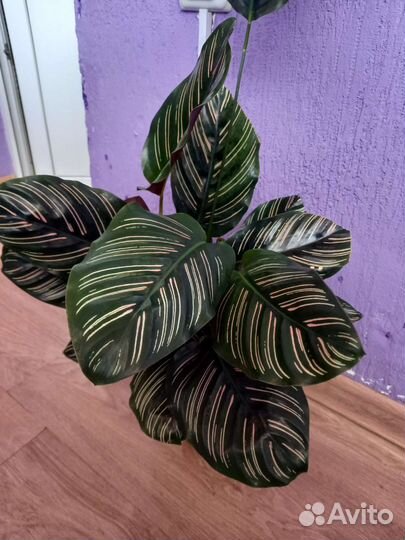 Калатея Сандериана Орната