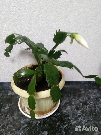 Декабрист белый