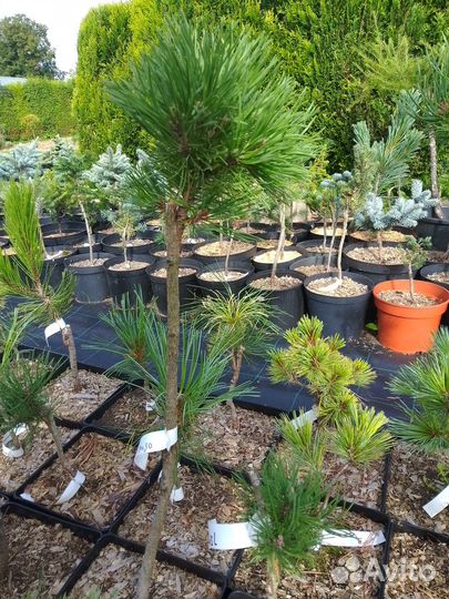 Сосна горная Литомусл на штамбе