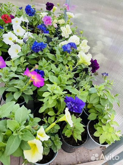 Рассада цветов