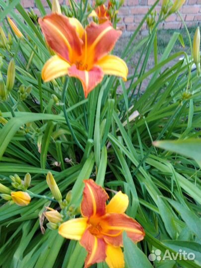 Лилии, лилейник, хоста, примула, пион