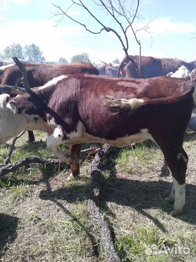 Телки герефорд